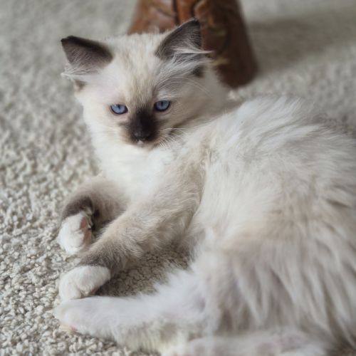 Chatons ragdolls loof #5