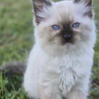 Chatons ragdolls loof #1