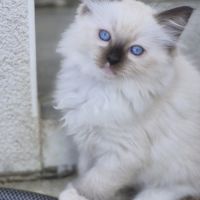 Chatons ragdolls loof #0