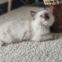 Chatons ragdolls loof #4