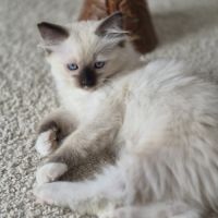 Chatons ragdolls loof #5