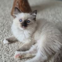 Chatons ragdolls loof #6