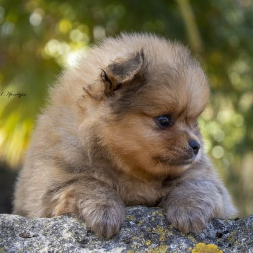 Magnifiques chiots spitz nain de poméranie lof #1