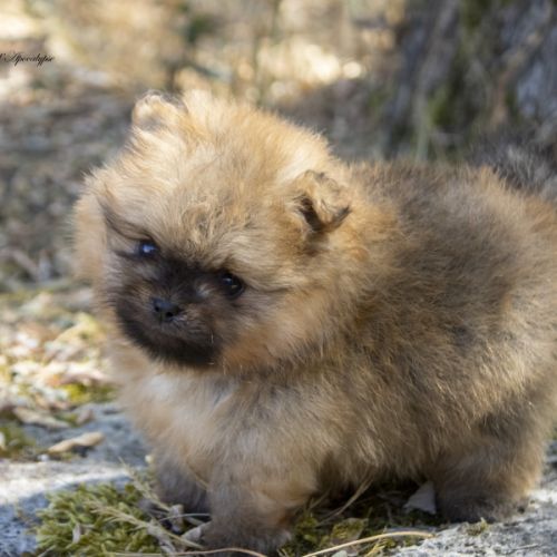 Magnifiques chiots spitz nain de poméranie lof #6