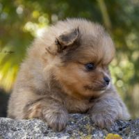 Magnifiques chiots spitz nain de poméranie lof #1