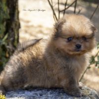 Magnifiques chiots spitz nain de poméranie lof