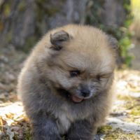 Magnifiques chiots spitz nain de poméranie lof #3