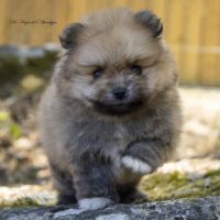 Magnifiques chiots spitz nain de poméranie lof #4