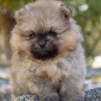 Magnifiques chiots spitz nain de poméranie lof #5