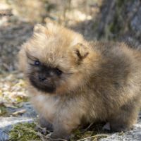 Magnifiques chiots spitz nain de poméranie lof #6