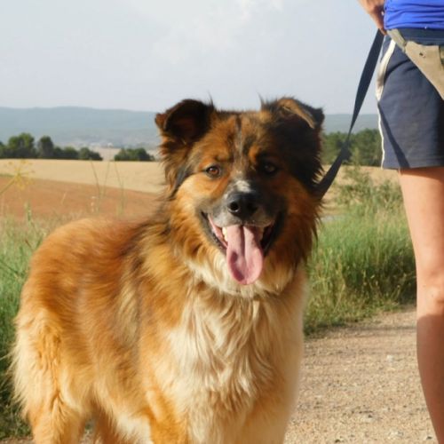 Pingo 3 ans #4