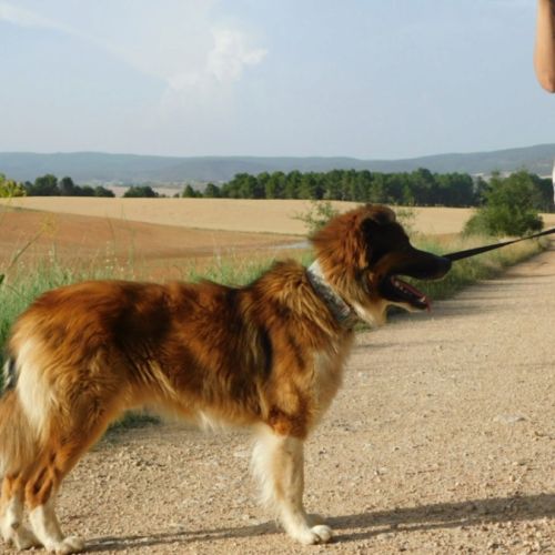 Pingo 3 ans #5