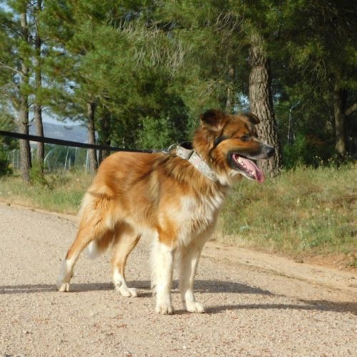 Pingo 3 ans #6