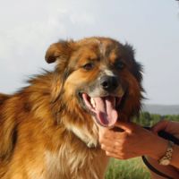 Pingo 3 ans #2