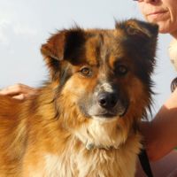 Pingo 3 ans #3