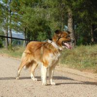 Pingo 3 ans #6