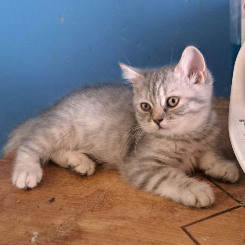 2 chatons scottish straight #0