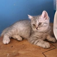 2 chatons scottish straight