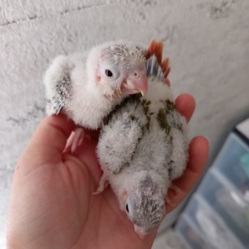 Conure molinae eam #0