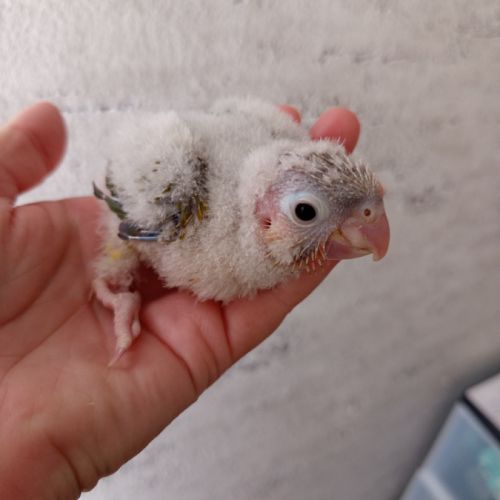 Conure molinae eam #2