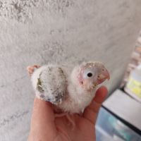 Conure molinae eam #3