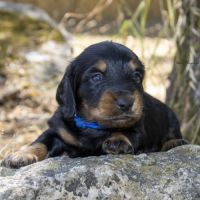 Chiots mâles teckels nains poil long lof #3