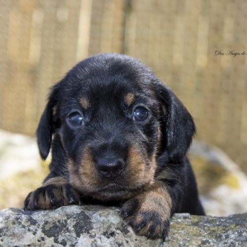 Chiots teckels nains poil  dur lof #1
