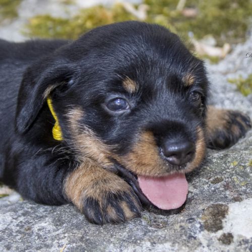 Chiots teckels nains poil  dur lof #3