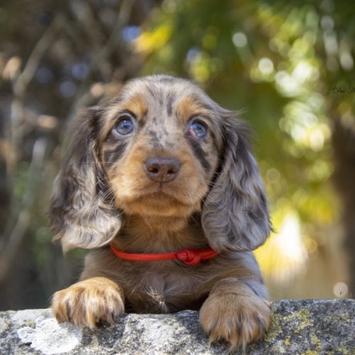 Chiot femelle teckel naine poil long lof #0