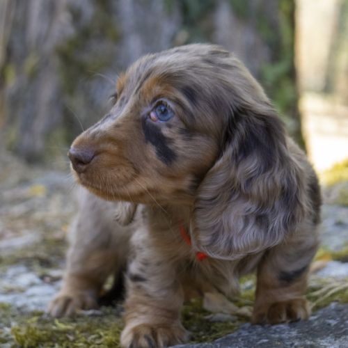 Chiot femelle teckel naine poil long lof #2