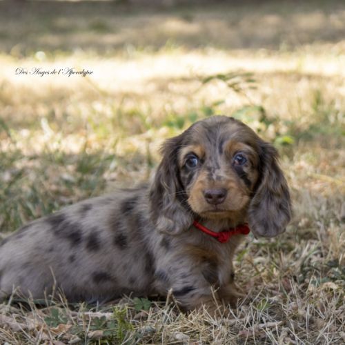 Chiot femelle teckel naine poil long lof #4