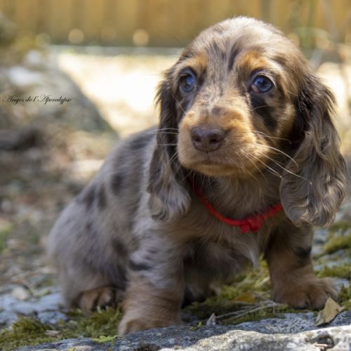 Chiot femelle teckel naine poil long lof #5
