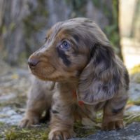 Chiot femelle teckel naine poil long lof #2