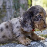 Chiot femelle teckel naine poil long lof #3