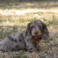 Chiot femelle teckel naine poil long lof #4