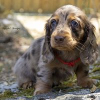 Chiot femelle teckel naine poil long lof #5