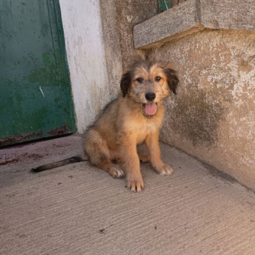 Jade 4 mois. adorable chiot femelle #1