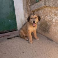 Jade 4 mois. adorable chiot femelle #1