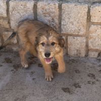 Jade 4 mois. adorable chiot femelle