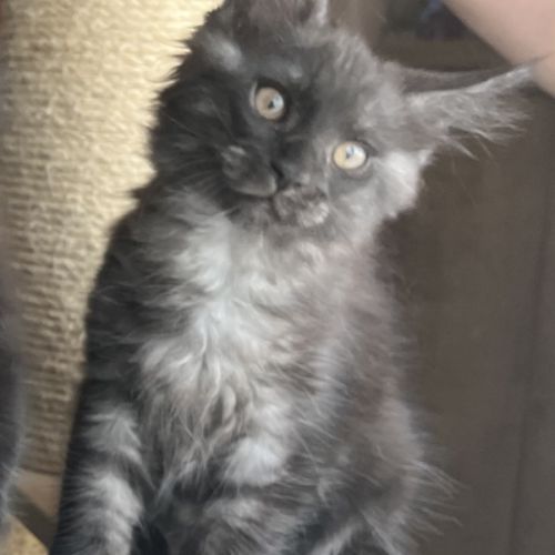 Chatons maine coon loof élevés en famille #2