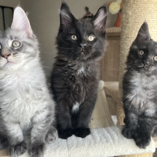 Chatons maine coon loof élevés en famille #3