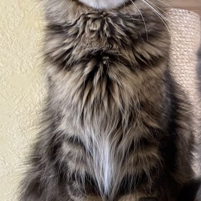 Chatons maine coon loof élevés en famille #5