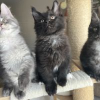 Chatons maine coon loof élevés en famille #0