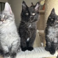 Chatons maine coon loof élevés en famille #3