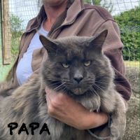 Chatons maine coon loof élevés en famille #4