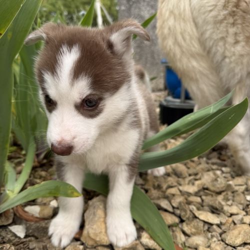 Chiots husky a vendre #2
