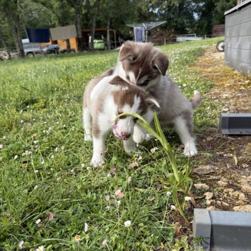 Chiots husky a vendre #3