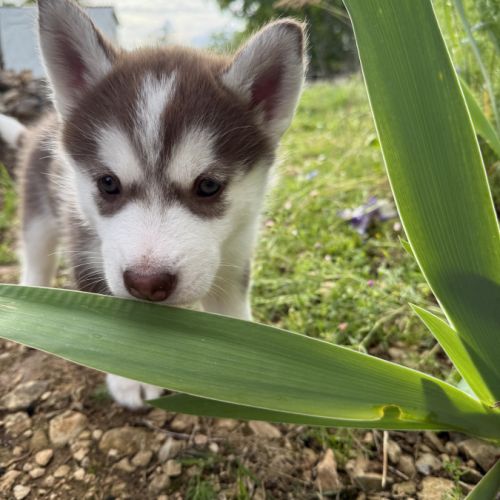 Chiots husky a vendre #5