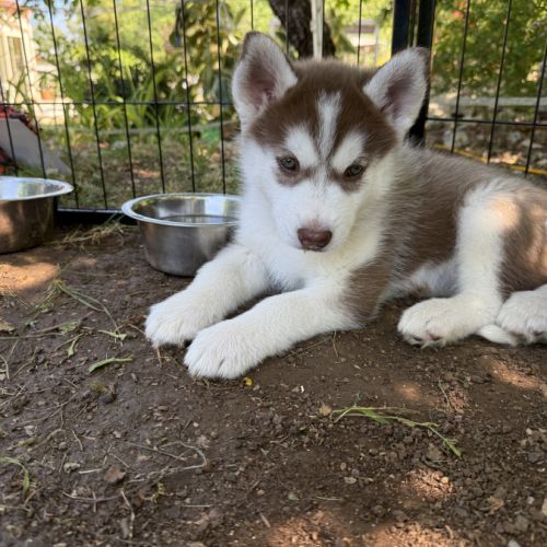 Chiots husky a vendre #7