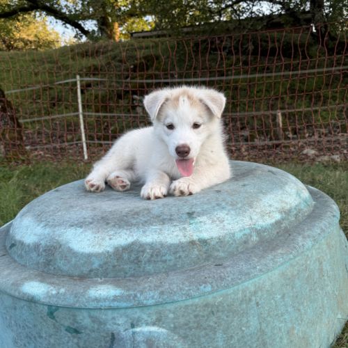 Chiots husky a vendre #9